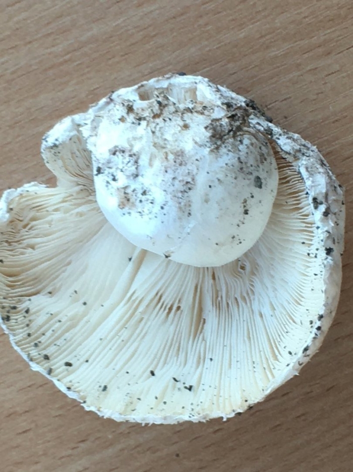 Подгруздок гриб