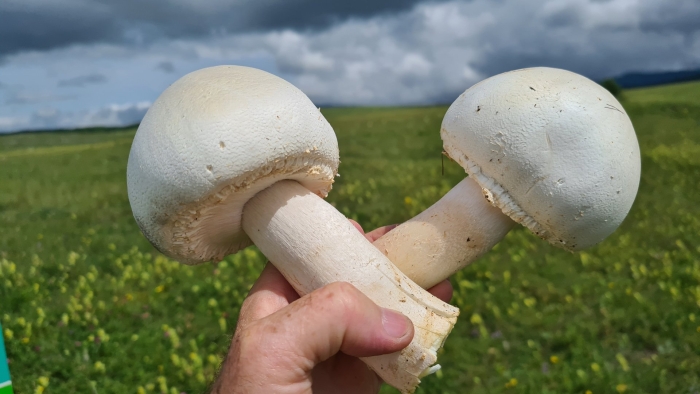 Шампиньон таблитчатый (agaricus tabularis)