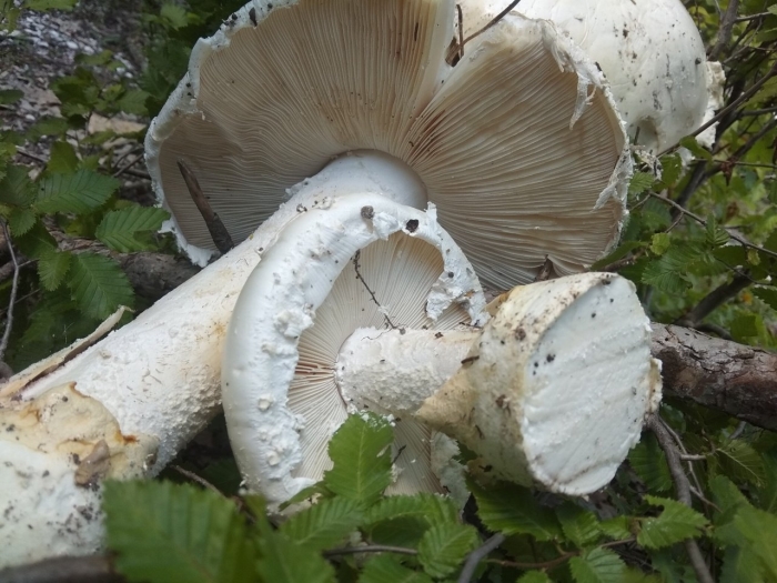 Мухомор яйцевидный в крыму