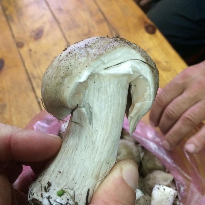 Колпак кольчатый cortinarius caperatus