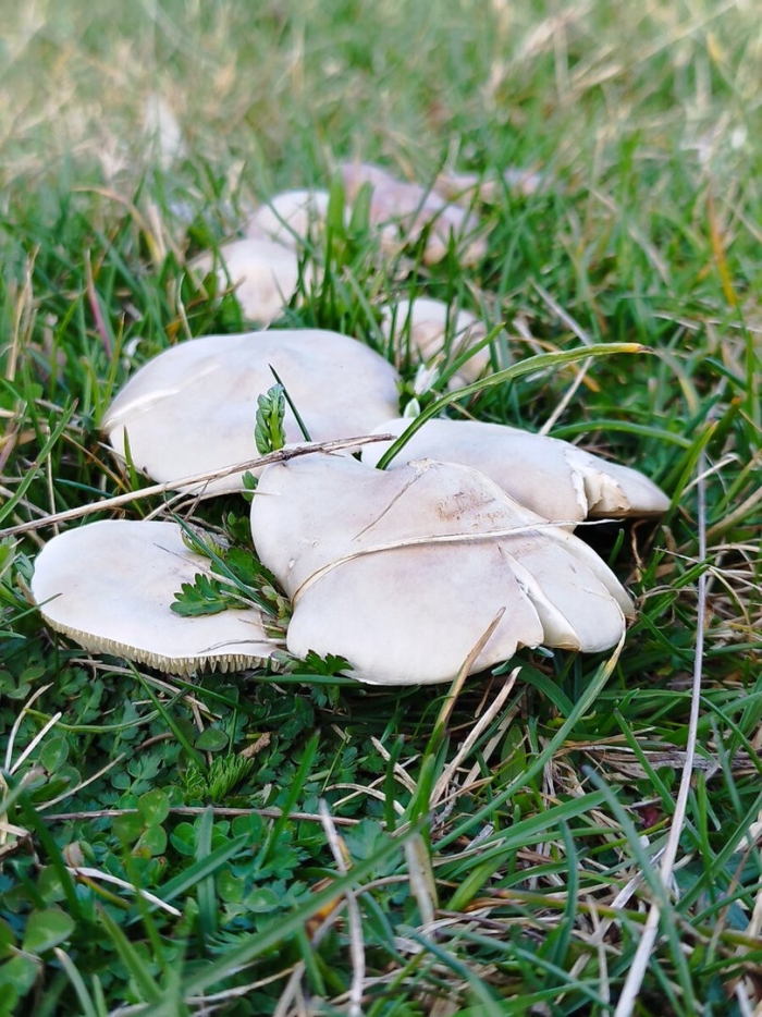 Рядовка гриб