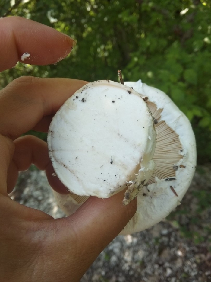 Мухомор яйцевидный (amanita ovoidea)