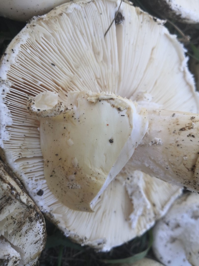 Крымский белый яйцевидный мухомор