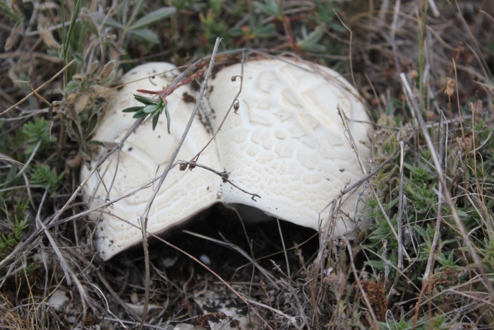 Крымский белый горный гриб рекорд