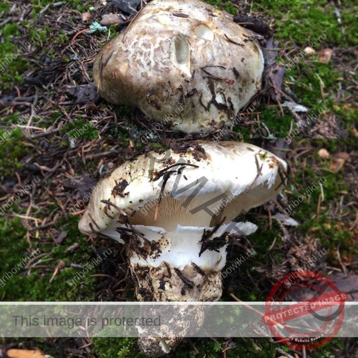 Рядовка исполин гриб