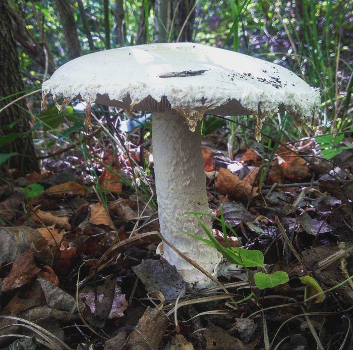 Крымский яйцевидный мухомор белый горный