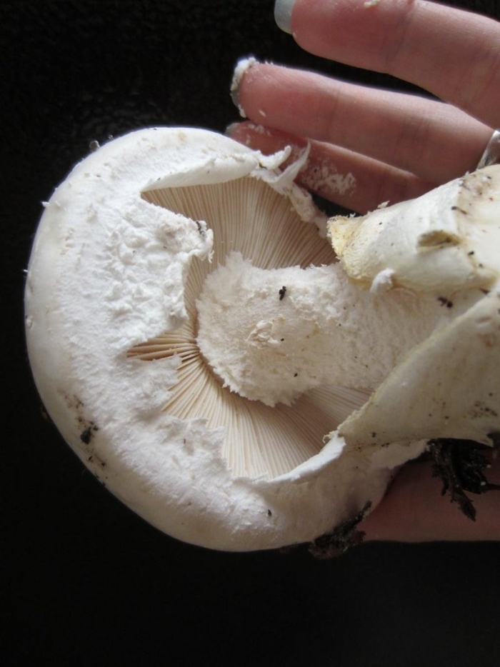 Мухомор яйцевидный (amanita ovoidea)