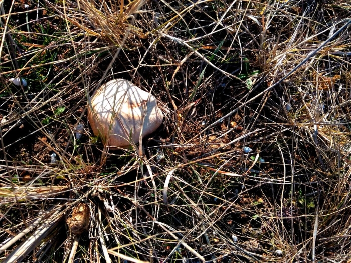 Белый степной гриб малайсары