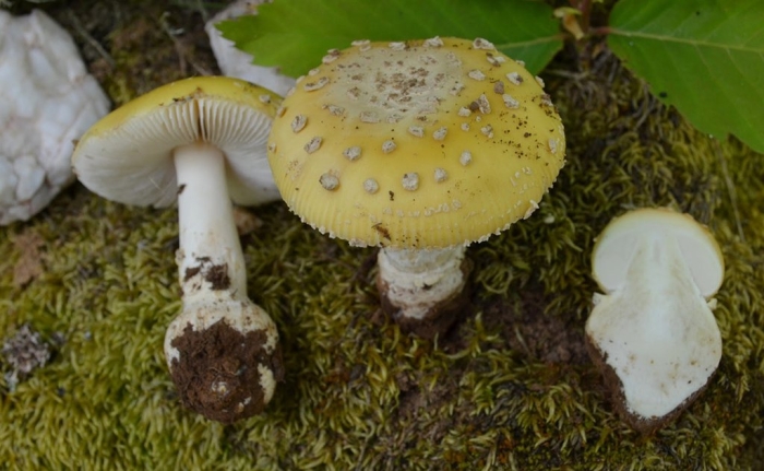 Мухомор жемчужный amanita junquillea