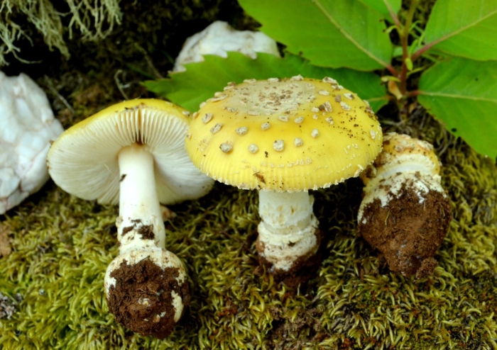 Мухомор жемчужный amanita junquillea