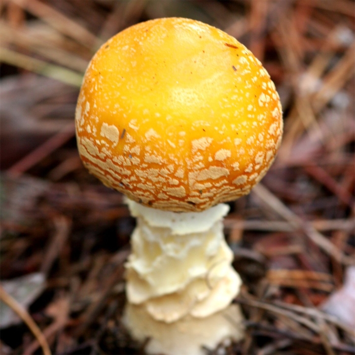 Amanita muscaria