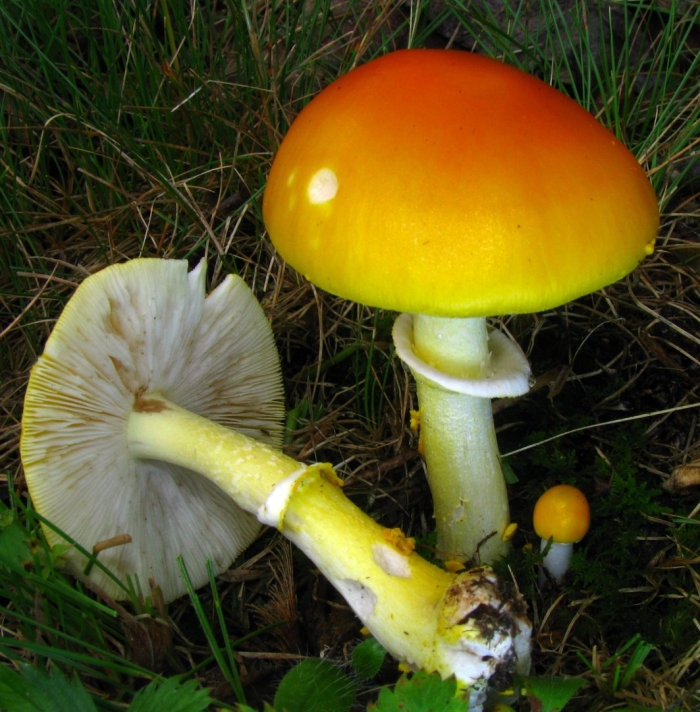 Amanita ocreata гриб