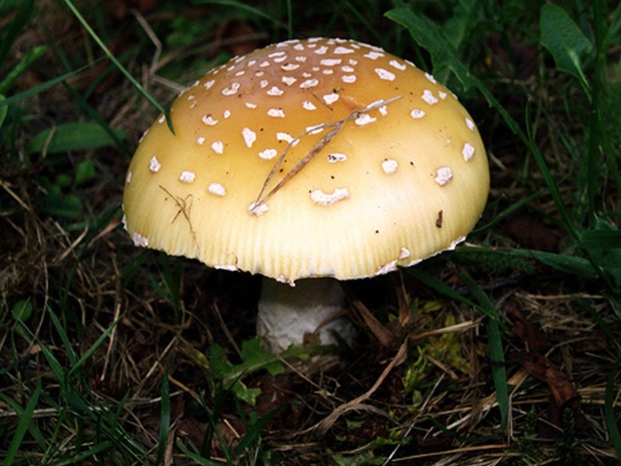 Мухомор пантерный