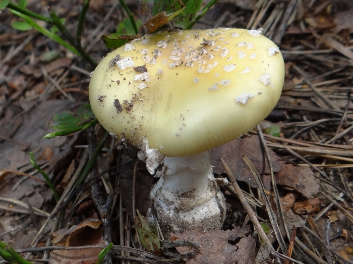 Amanita longipes