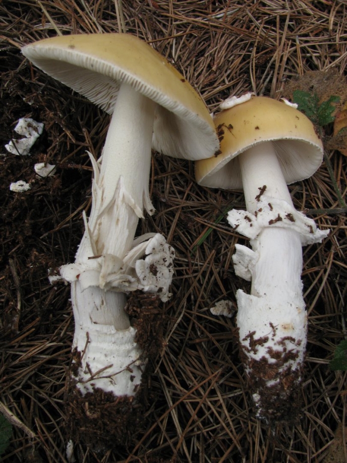 Гриб бледная поганка