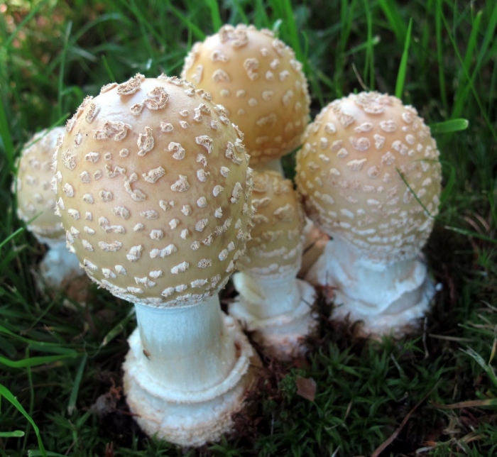 Amanita velatipes