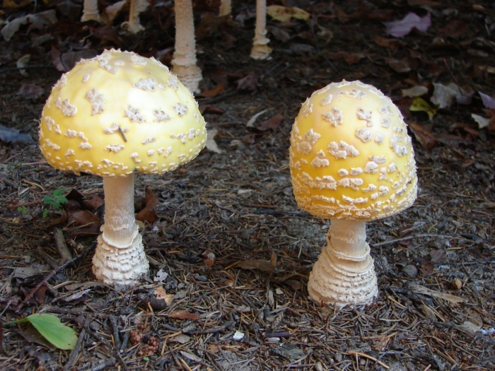 Мухомор аманита мускария