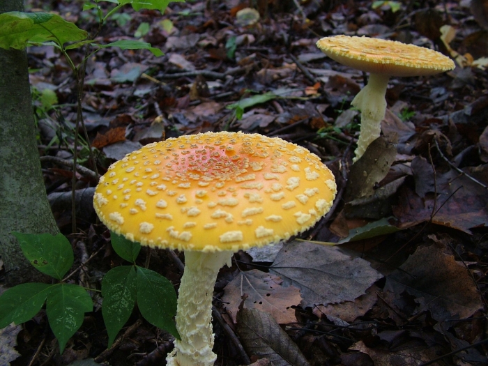 Amanita muscaria var formosa