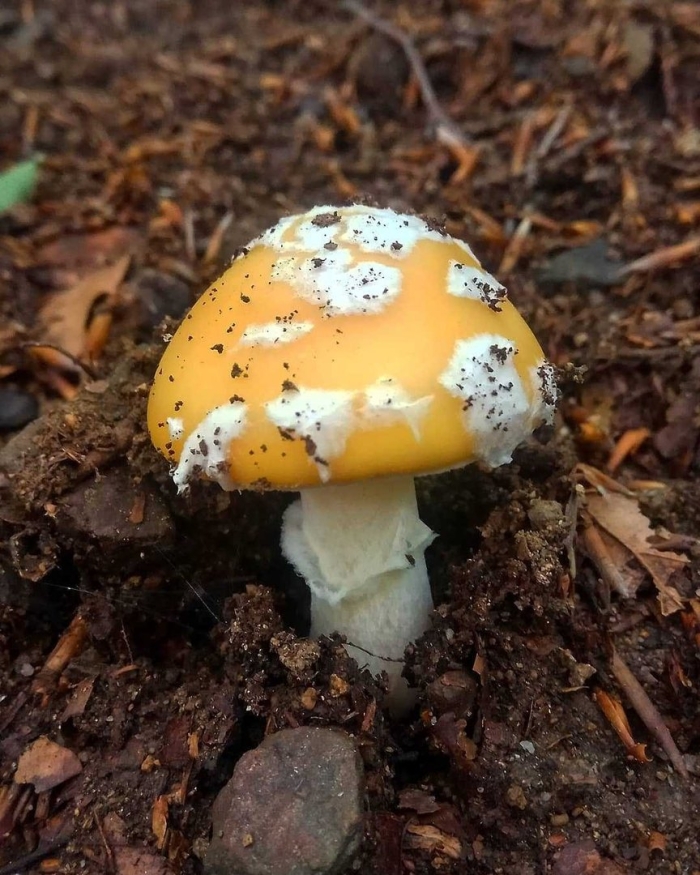Поплавок желтеющий amanita flavescens