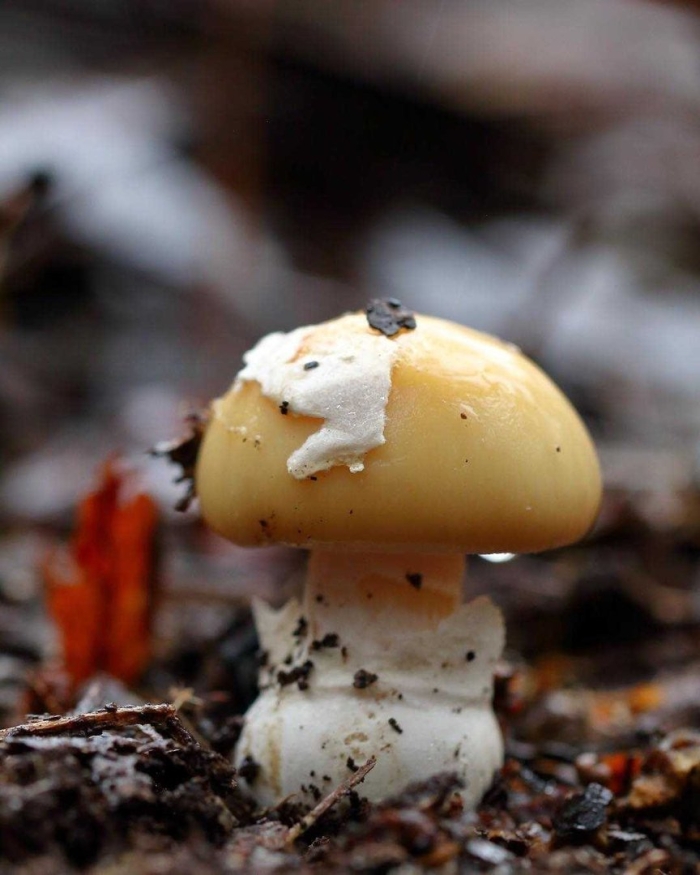 Amanita rubescens