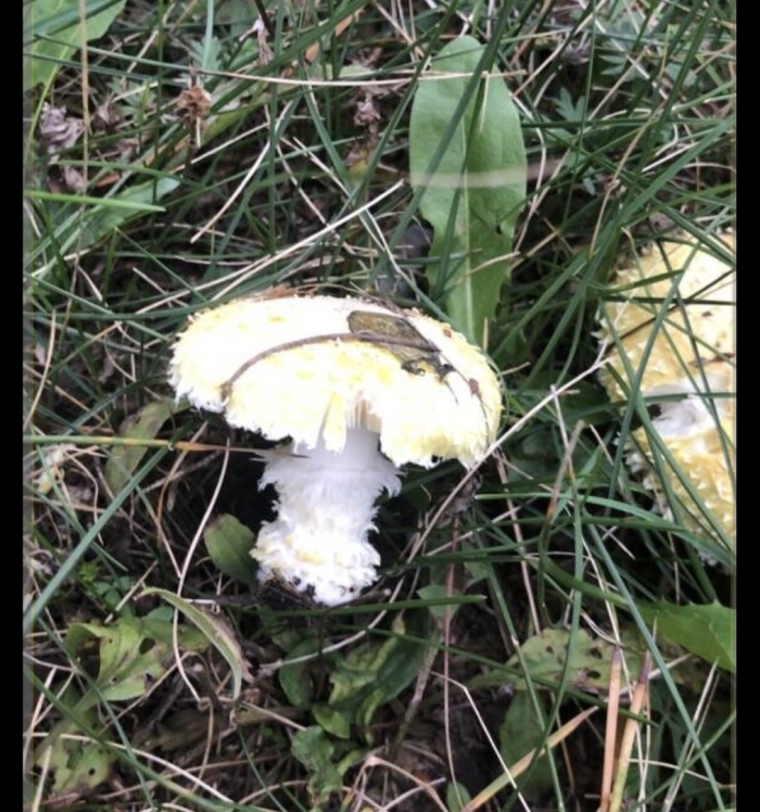 Гриб amanita gemmata