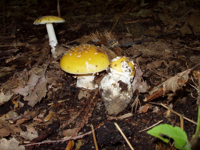 Мухомор лимонно жёлтый