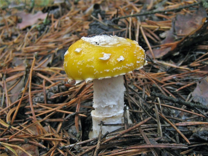 Желтая поганка