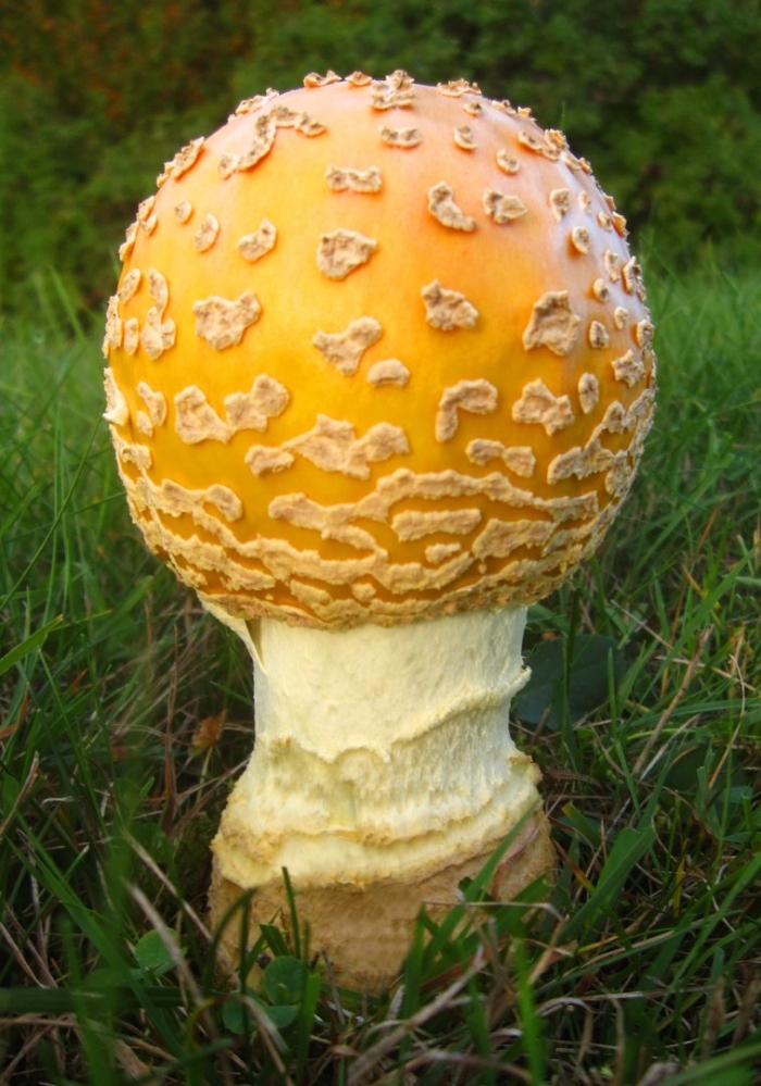 Amanita flavoconia мухомор