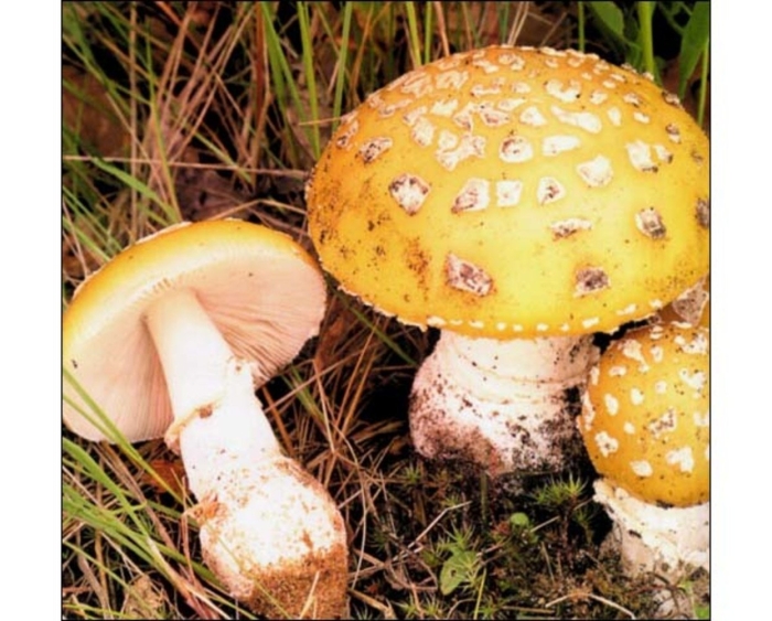 Мухомор лимонный