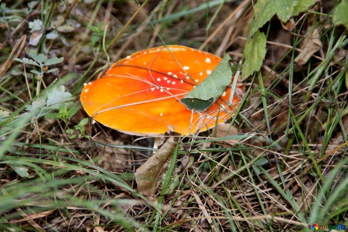 Мухомор золотистый