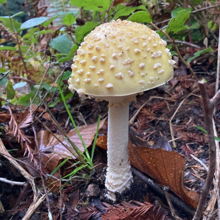 Желтый мухомор