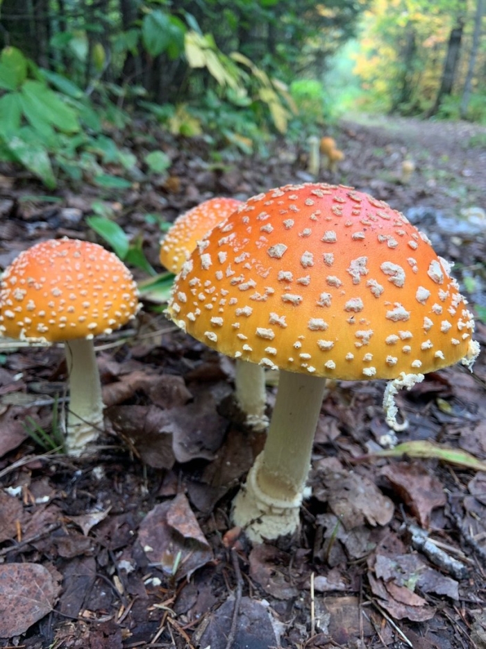 Мухомор аманита