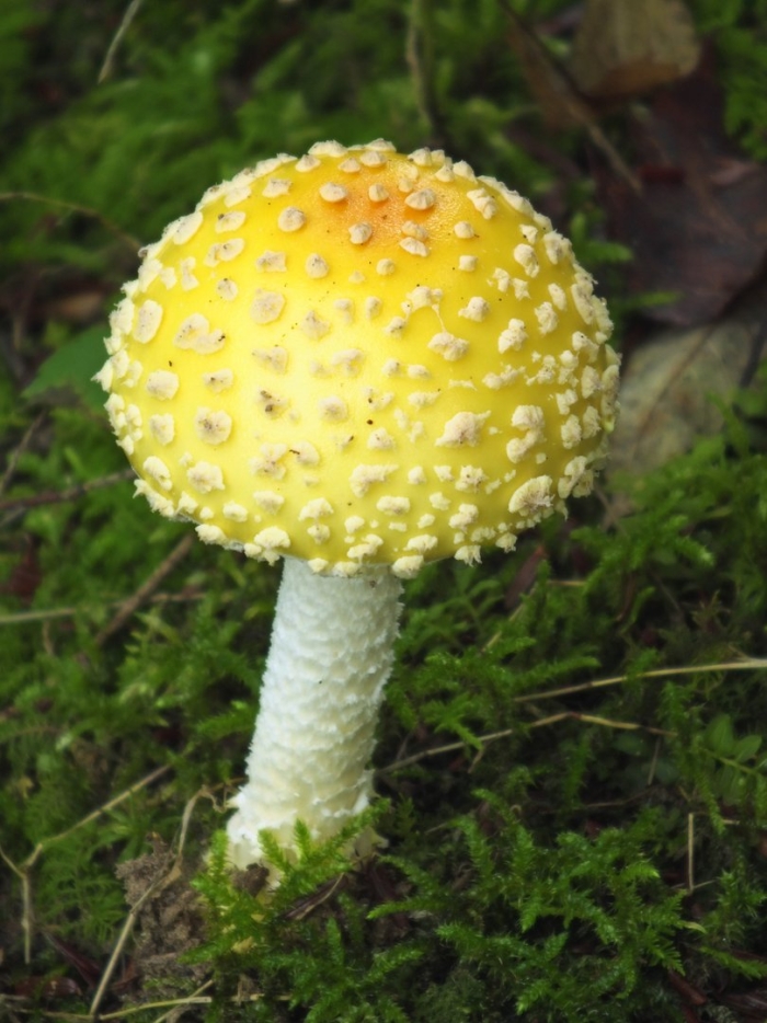 Аманита мускария