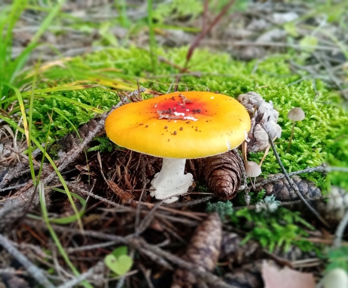 Мухомор красный сибирский