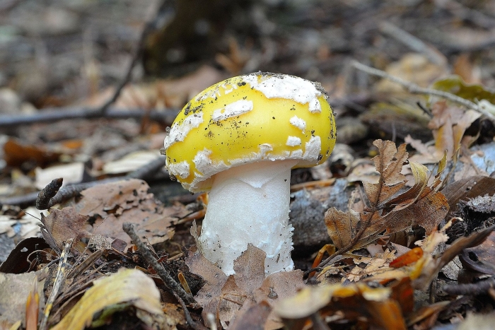 Гриб amanita gemmata