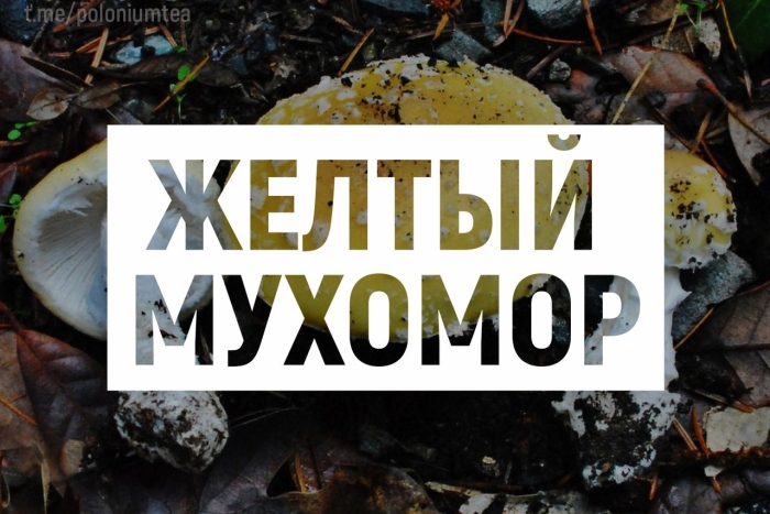 Сыроежка золотисто желтая