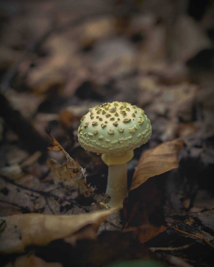 Мухомор поганковидный