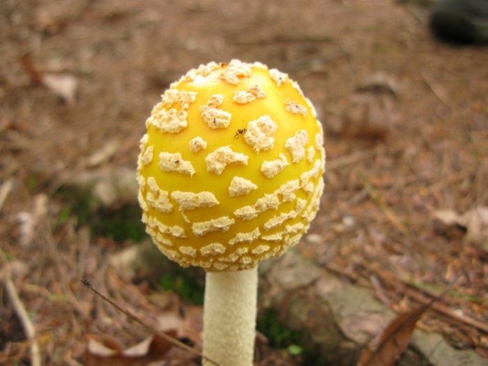 Аманита мускария зеленая