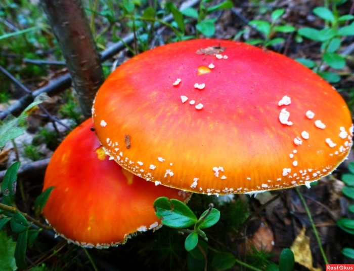Оранжевый мухомор