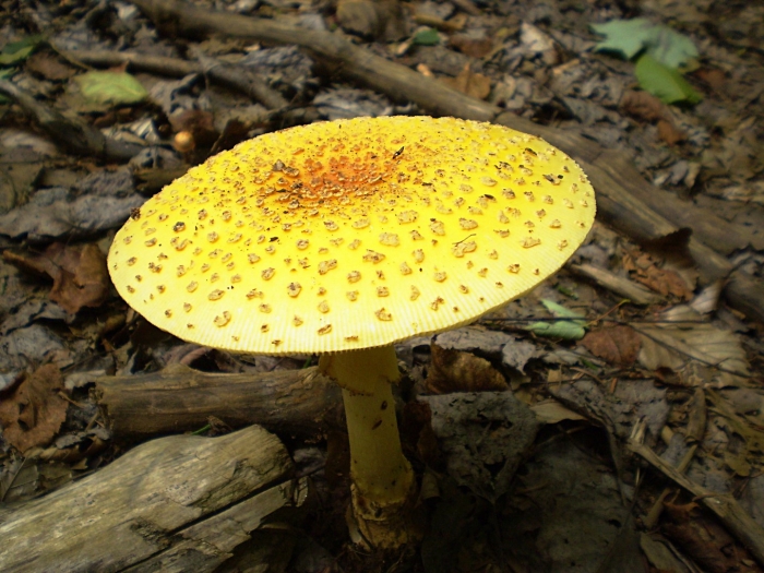 Amanita muscaria var guessowii