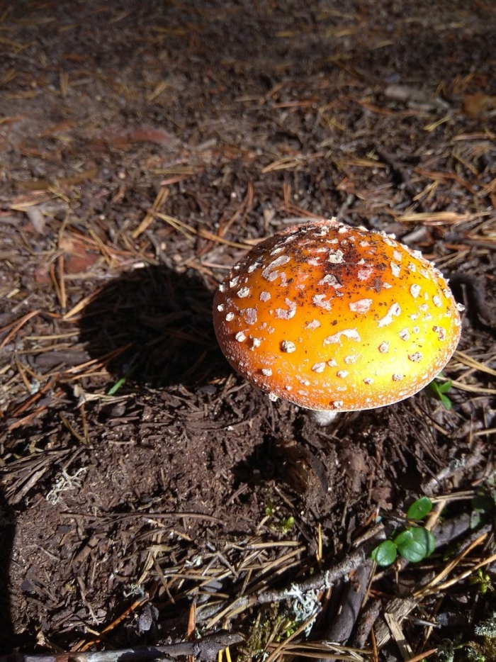 Мухомор жемчужный