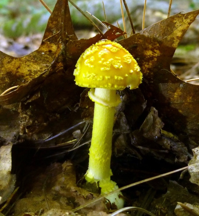 Amanita flavoconia