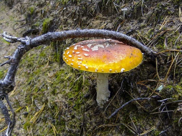 Мухомор ярко желтый