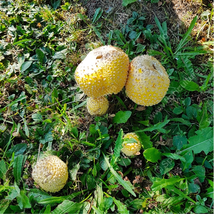 Мухомор желтый