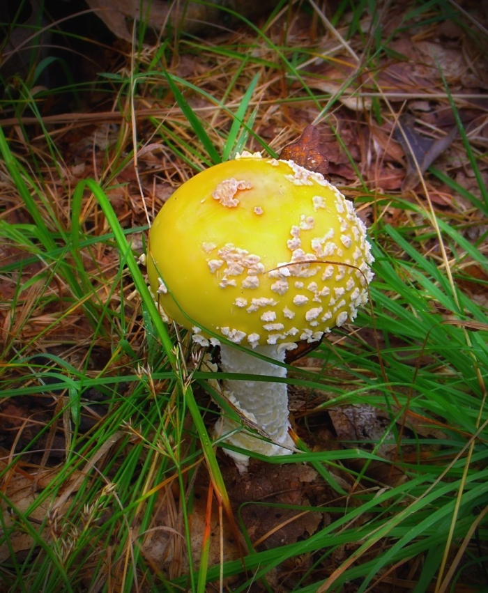 Мухомор шишковидный