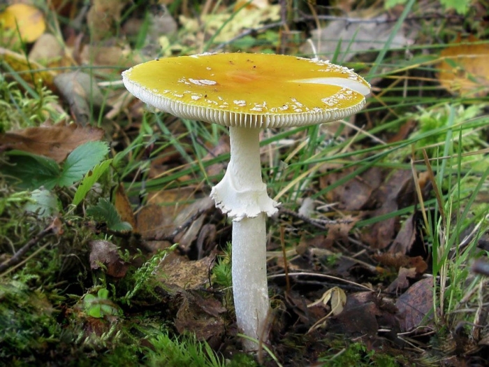Гриб amanita gemmata