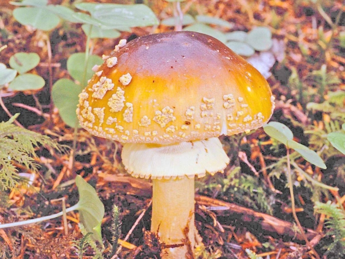 Гриб amanita gemmata