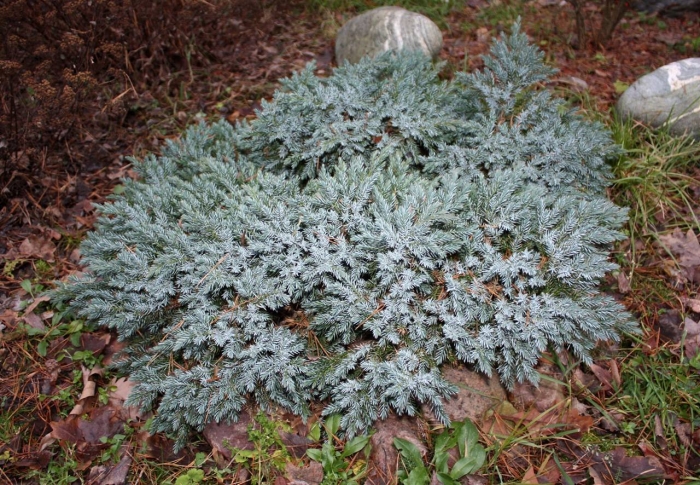 Можжевельник чешуйчатый блю