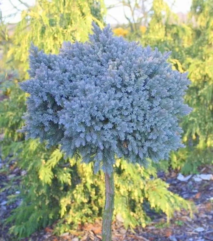 Можжевельник squamata blue star