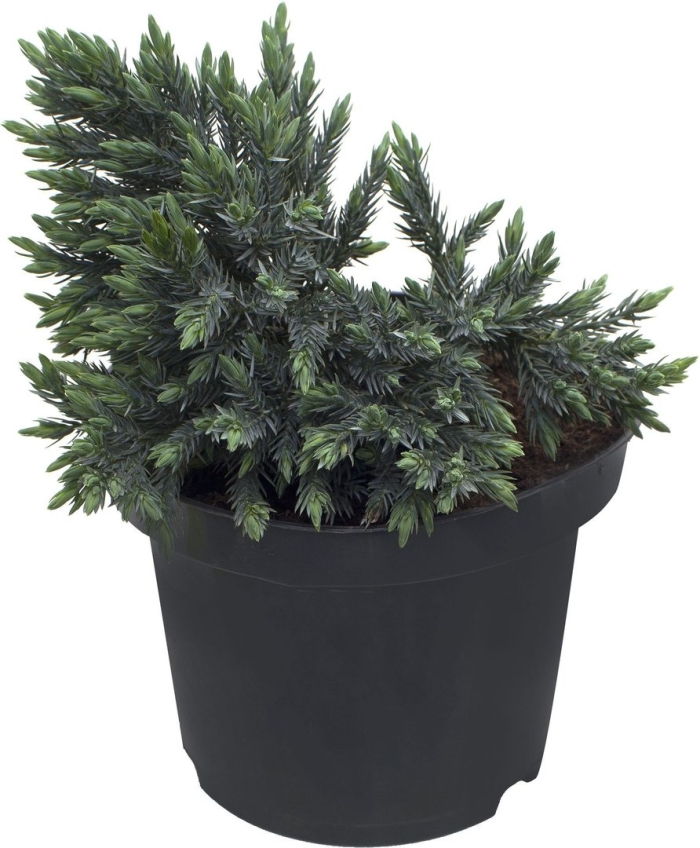 Можжевельник чешуйчатый blue star